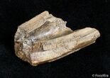 Partial Serrated Tyrannosaurid Tooth - T-Rex #2999-2